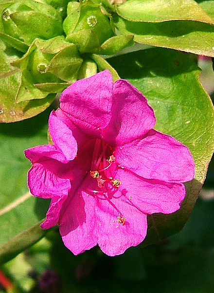 Mirabilis Plant Wikiwand