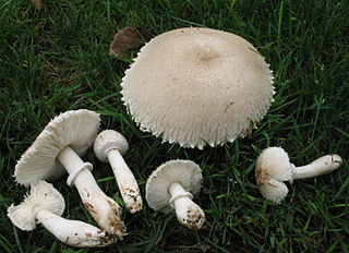 <i>Leucoagaricus barssii</i> Species of fungus