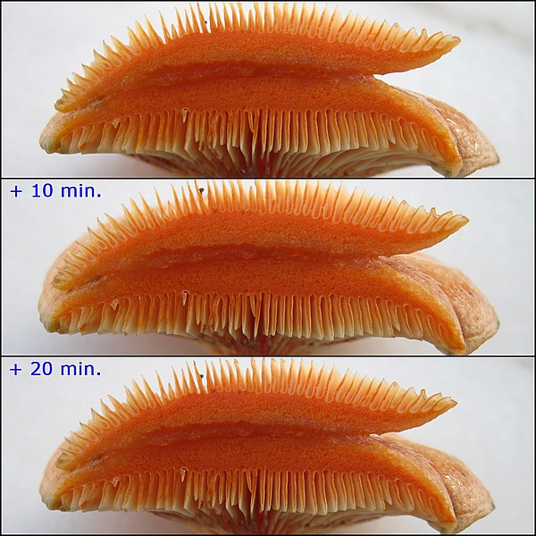 File:2011-11-26 Lactarius deliciosus (L.) Gray 187162.jpg