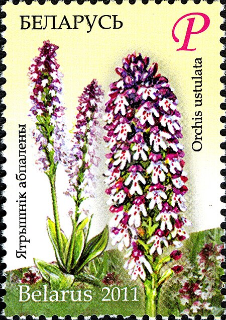 Tập_tin:2011._Stamp_of_Belarus_46-2010-12-27-m2.jpg