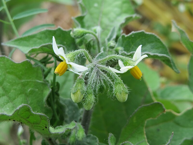 File:20150606Solanum torvum2.jpg