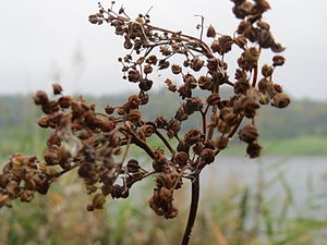 Utblommad i slutet på oktober; bara frukterna kvar