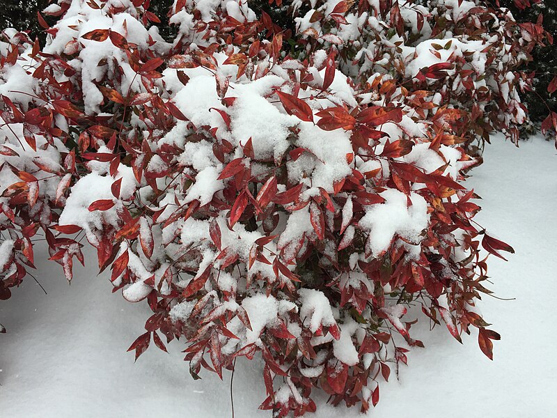 File:2016-02-15 10 07 45 Firepower Nandina domestica covered in snow along Franklin Farm Road in the Franklin Farm section of Oak Hill, Fairfax County, Virginia.jpg