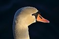 Swan (Cygnus olor) at sunset at lake Starnberg, Bavaria, Germany