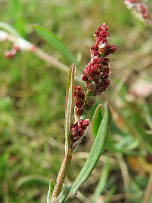 20170331Rumex acetosella3.jpg