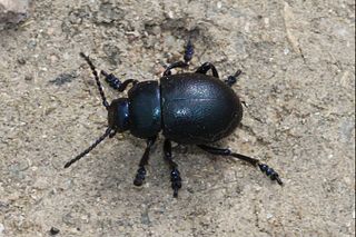 <i>Timarcha goettingensis</i> Species of beetle
