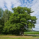 File:2020-07-10 ND Heideneiche in Weilmünster (Hessen) 01.jpg (Category:Natural monuments in Landkreis Limburg-Weilburg)