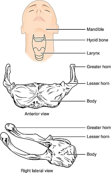 Hyoid bone