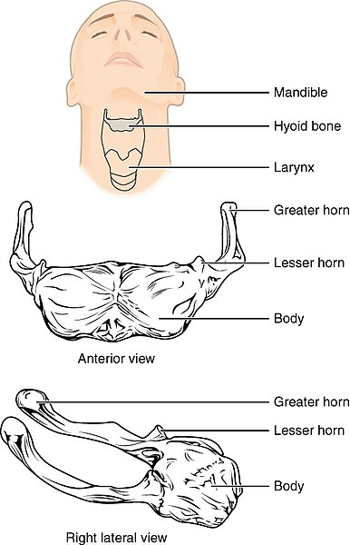 File:712 Hyoid Bone.jpg