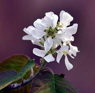 <i>Amelanchier <span style="font-style:normal;">×</span> spicata</i> Species of flowering plant