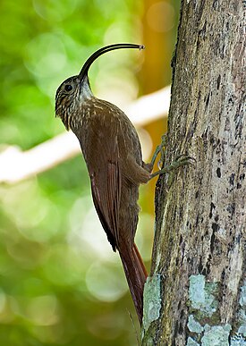 Траурный пищухоклювый древолаз (Campylorhamphus falcularius)