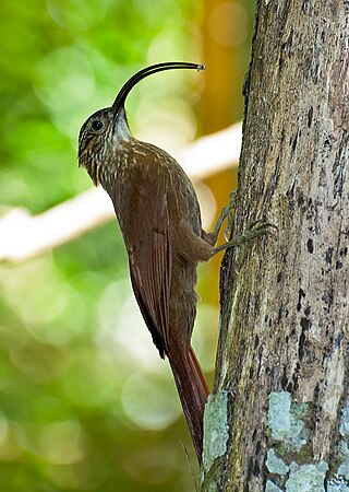 <span class="mw-page-title-main">Black-billed scythebill</span> Species of bird