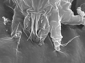 Micrografia de Floracarus perrepae atacando uma planta