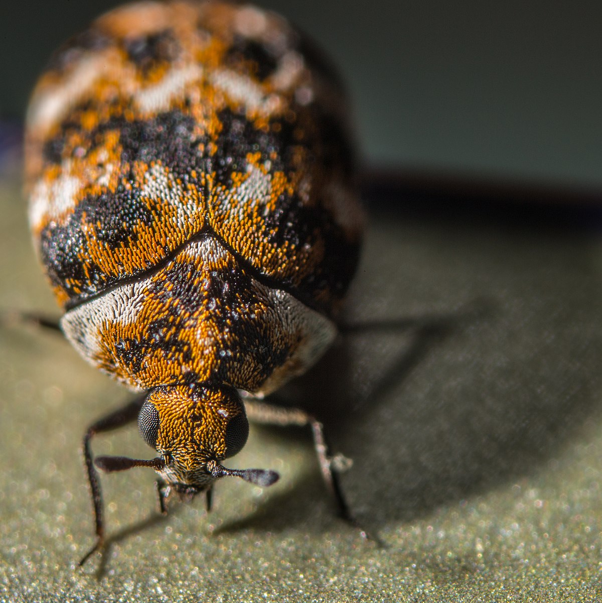 Carpet Beetles & Hair: A Personal Mystery Unfolded! - Carpet