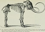 Thumbnail for File:A guide to the fossil mammals and birds in the Department of geology and palontology in the British Museum (Natural history) With 6 plates and 88 text-figures (1909) (14752434261).jpg