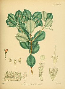 Ein Handbuch zur Flora von Ceylon (Tafel XXXVI) (6430644747) .jpg