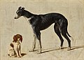 A seated Cavalier King Charles spaniel and a standing greyhound.jpg