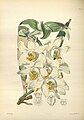 Chysis bractescens plate 138 in: James Bateman: A Second Century of Orchidaceous Plants London (1867)