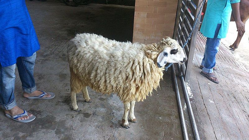 File:A sheep in premise.JPG