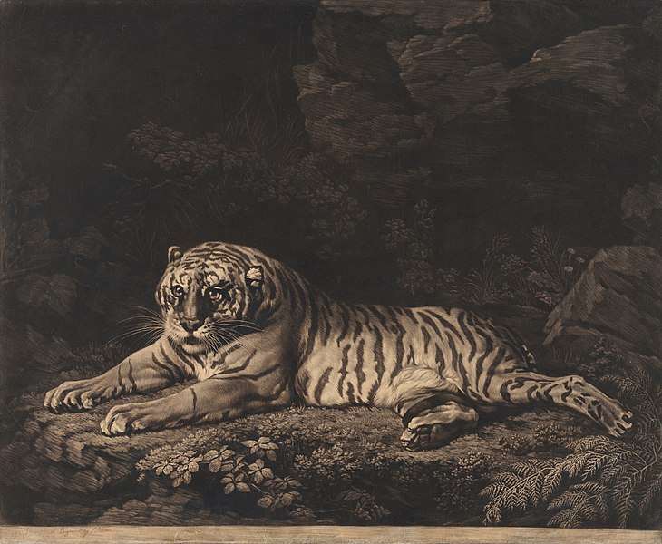 File:A tigress. Engraving by John Dixon after George Stubbs (CBL Wep 4172).jpg