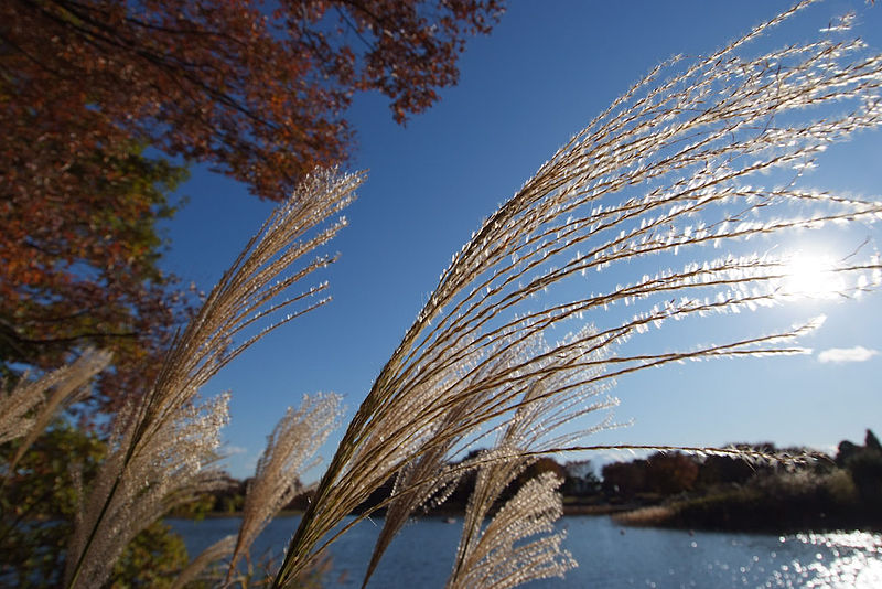 File:A warm autumn day in Showa kinen park.jpg