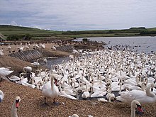 Mute swans on the Fleet lagoon at Abbotsbury Swannery