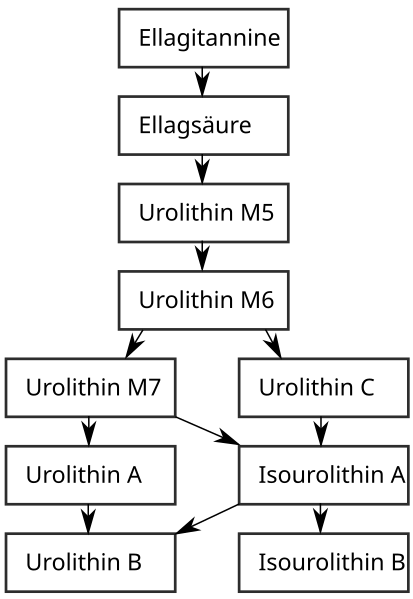 File:Abfolge der Urolithine.svg