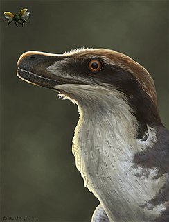 Feathered dinosaur