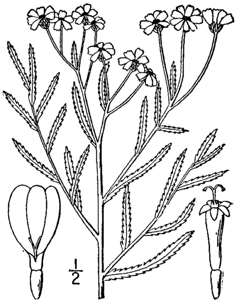 File:Achillea ptarmica drawing.png