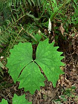 Achlys triphylla