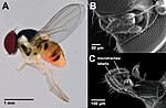 Miniatura para Acletoxenus indicus