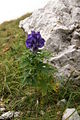 Aconitum napellus PID1470-1.jpg