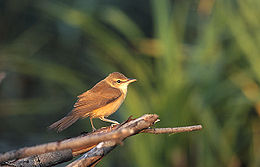 Didžioji krakšlė (Acrocephalus arundinaceus)