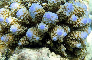 <i>Acropora nasuta</i>