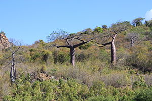 Adansonia suarezensis near Montagne des Francais, northern Madagascar