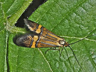 <span class="mw-page-title-main">Longhorn moth</span> Species of moth