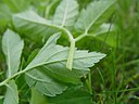 Aegopodium podagraria   stem profile