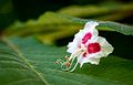 Aesculus hippocastanum flower.jpg