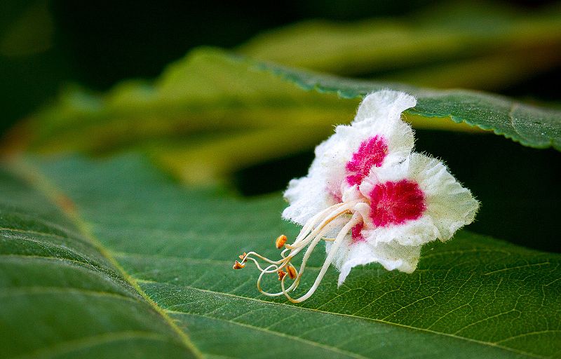 File:Aesculus hippocastanum flower.jpg