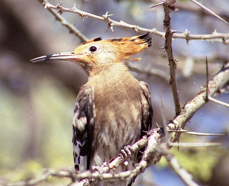 File:African Hoopoe - Upupa africana.jpg