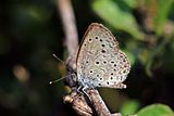 African grass blue (Zizeeria knysna) underside.jpg