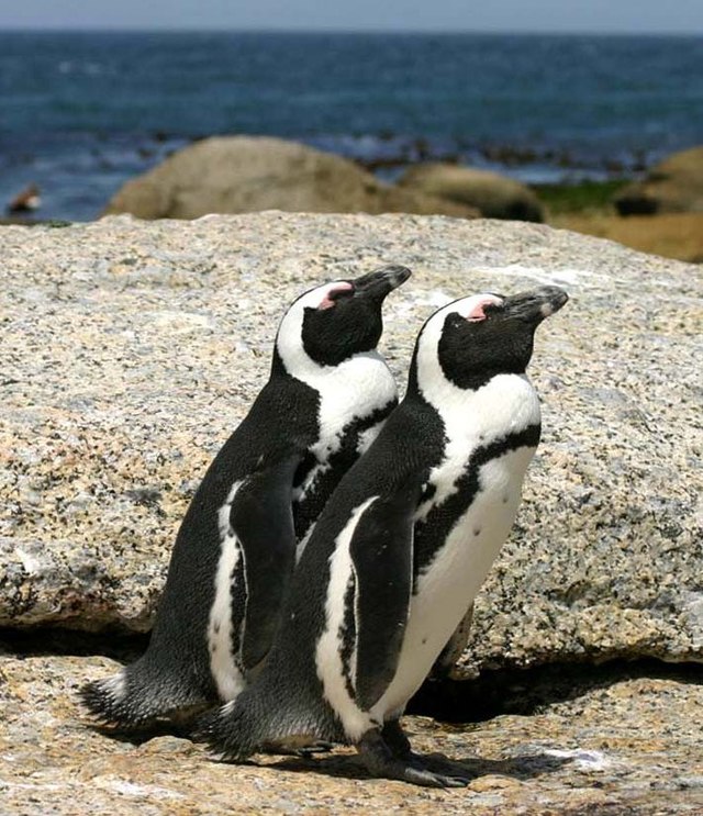 Пингвины в африке фото