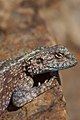 Same individual as the left a few minutes later with diminished breeding colouration