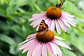 * Nomination Aglais urticae on Echinacea purpurea --V-wolf 22:26, 6 August 2011 (UTC) * Decline High resolution, but large parts of the butterfly (and the front flower) are out of focus/motion blurred. --Quartl 07:33, 7 August 2011 (UTC)