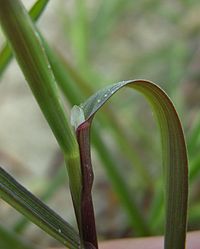 ligule is pointed up to 5mm long