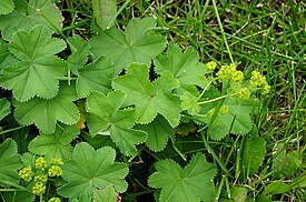 Манжетка близкая (Alchemilla propinqua)