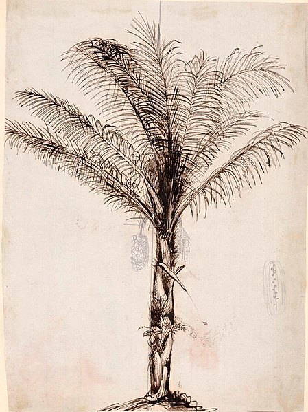 Arenga pinnata sketched by Wallace in Celebes, reworked by Walter Hood Fitch
