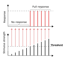 As long as the stimulus reaches the threshold, the full response would be given. Larger stimulus does not result in a larger response, vice versa. All-or-none law en.svg