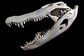 Alligator skull, a reptile species