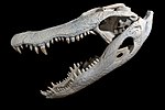 Cráneo y mandíbula de aligátor americano